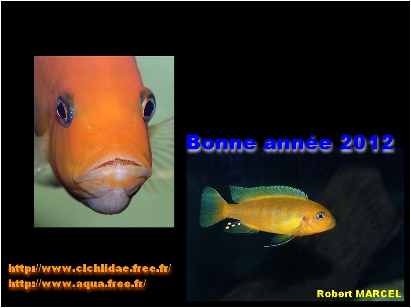 Bonne anne
